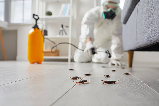 Affordable Termite Control solutions in Hermitage, PA